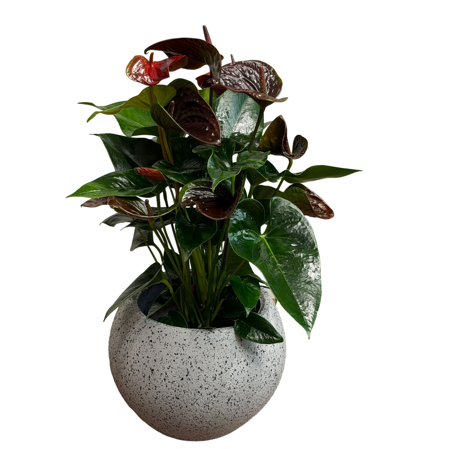 Anthurium plant with dark green glossy leaves and red blooms in a textured plastic pot on a black background