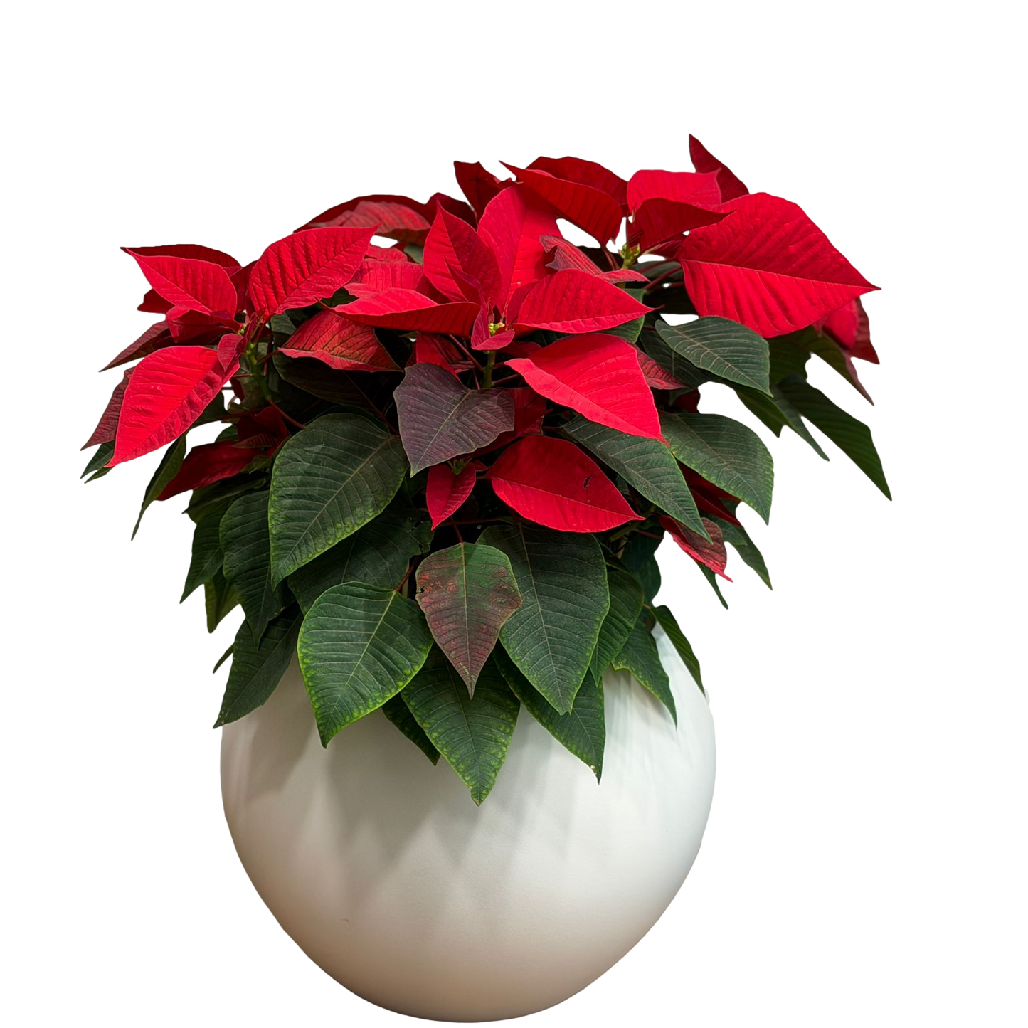 Red poinsettia plant with vibrant red leaves and green foliage in a round white ceramic pot on a black background
