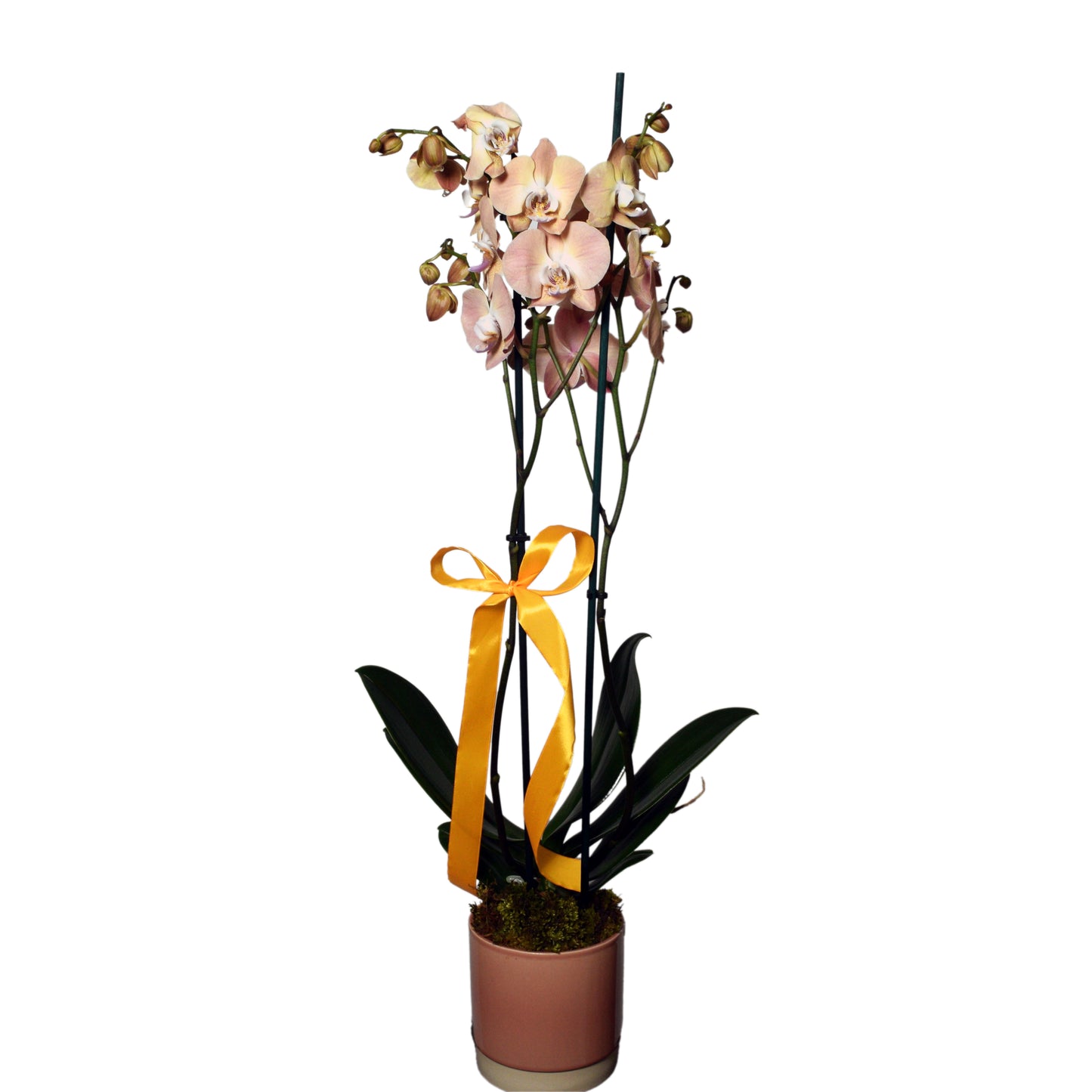 Double stem blush Phalaenopsis orchid plant in rose ceramic pot with gold satin ribbon — elegant plant gift for Mother's Day and special occasions, same-day delivery in Beirut Lebanon