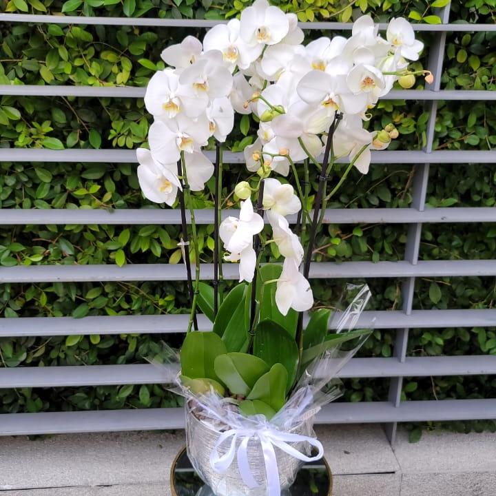 Pure Elegance Orchid - (4 stems)