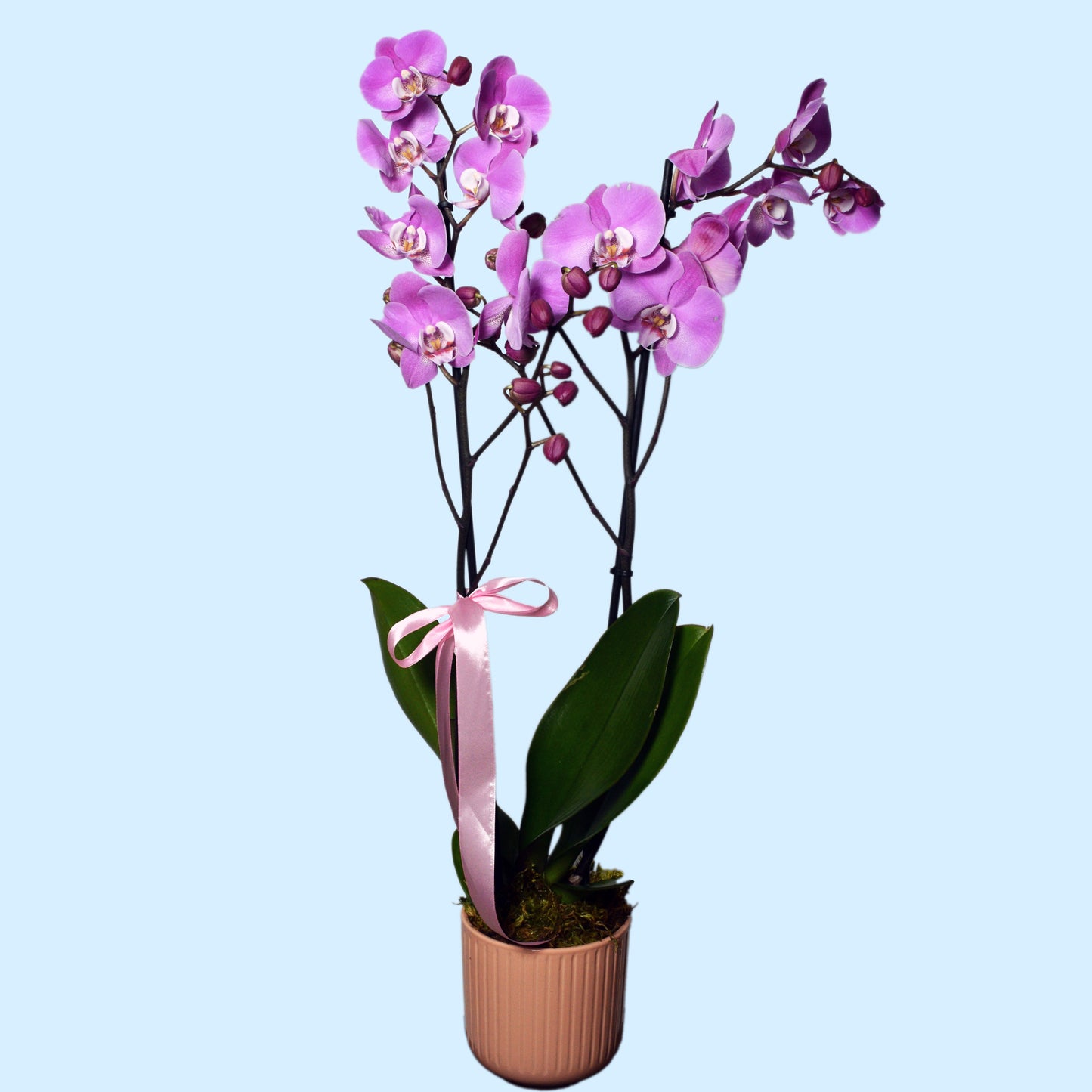 Double stem purple Phalaenopsis orchid plant in ceramic pot with satin ribbon — luxury plant gift for Mother's Day, birthdays and special occasions, same-day delivery in Beirut Lebanon
