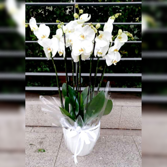 Surprise your loved ones with this stunning orchid arrangement! Featuring four exquisite orchids and a charming balloon, all presented in a sleek white vase. Perfect for any occasion, whether it's a birthday, anniversary, or just because. Order now and make someone's day!