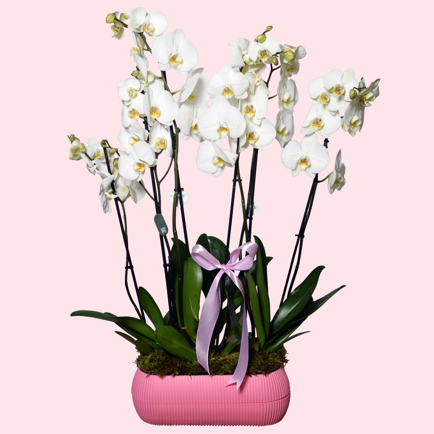 Mother's Day Orchids Lebanon