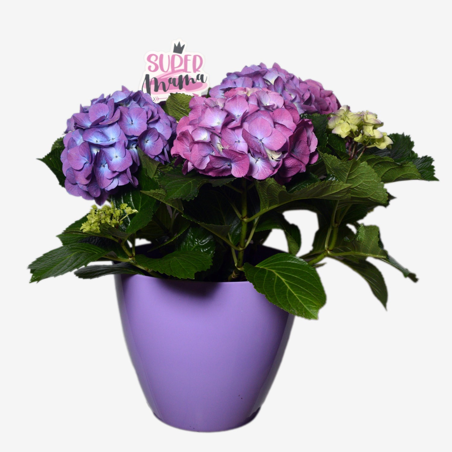 Mother's Day Hydrangeas Lebanon