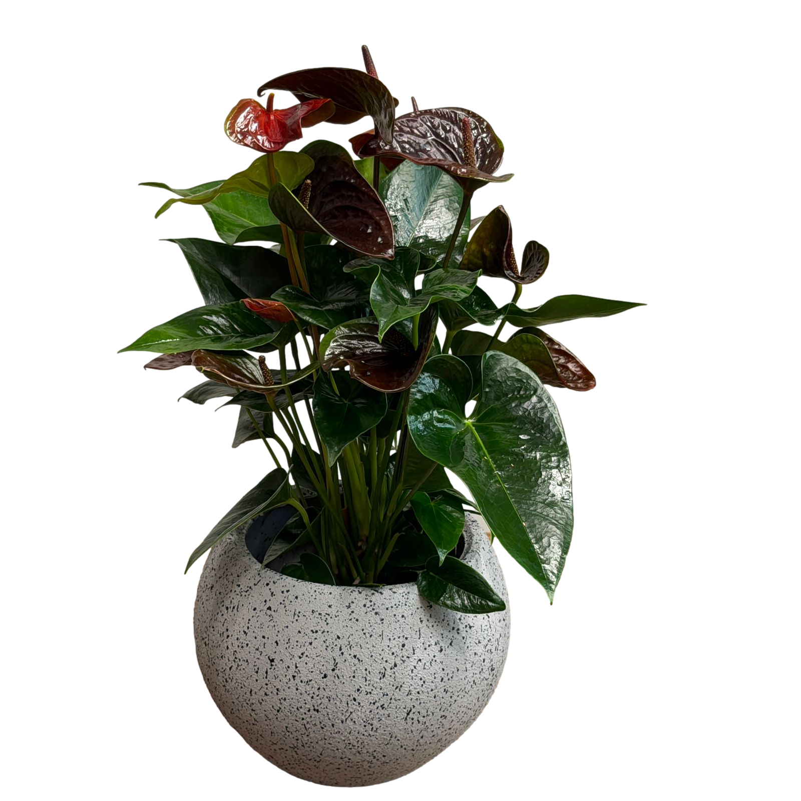 Anthurium plant with dark green glossy leaves and red blooms in a textured plastic pot on a black background