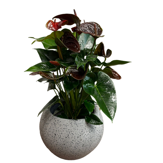 Anthurium plant with dark green glossy leaves and red blooms in a textured plastic pot on a black background