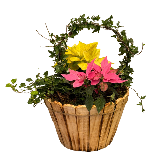 Pink and yellow poinsettia holiday arrangement with greenery in a wooden basket on a black background