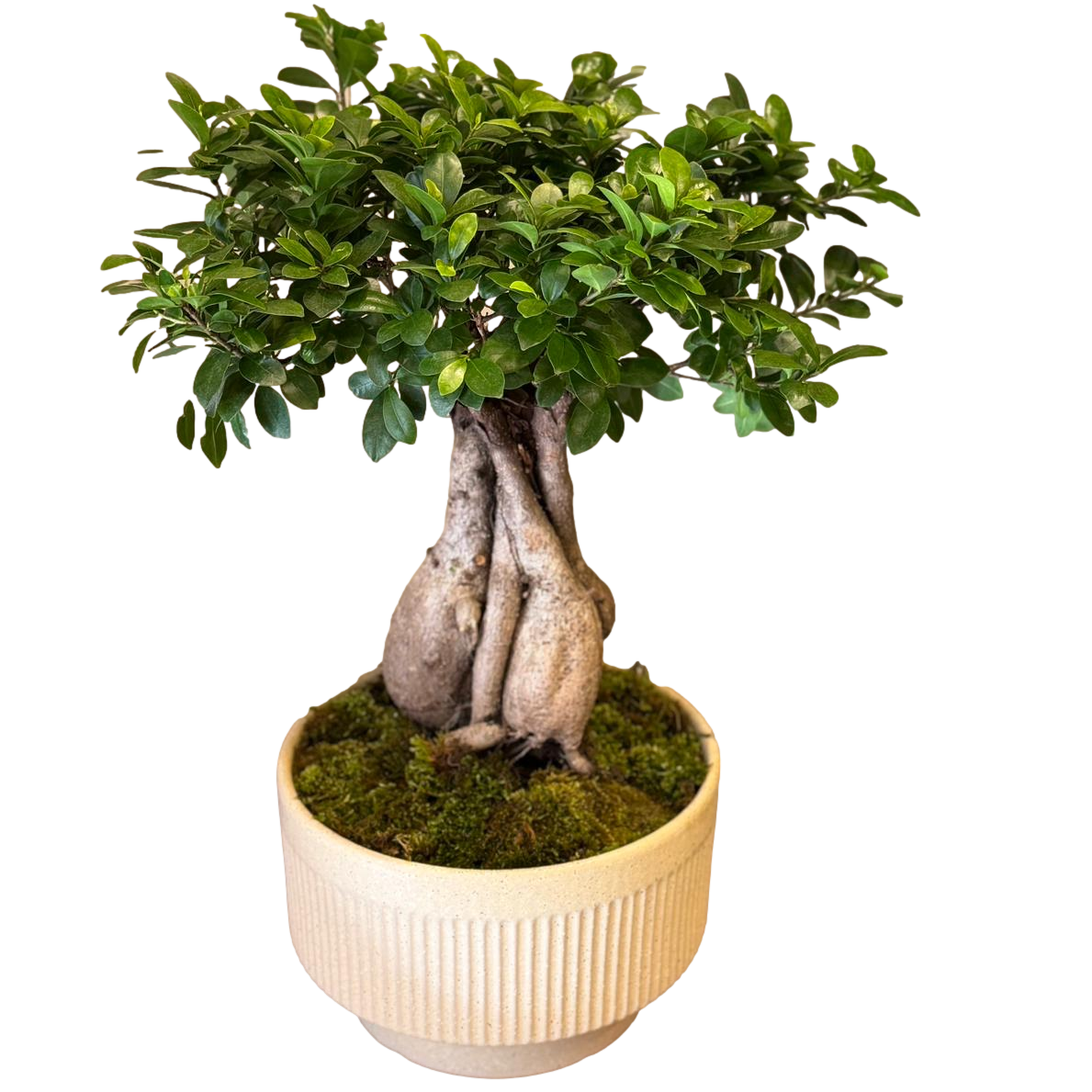 Ficus bonsai tree with sculpted trunk and green foliage in a ceramic pot on a black background