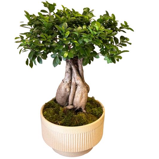 Ficus bonsai tree with sculpted trunk and green foliage in a ceramic pot on a black background