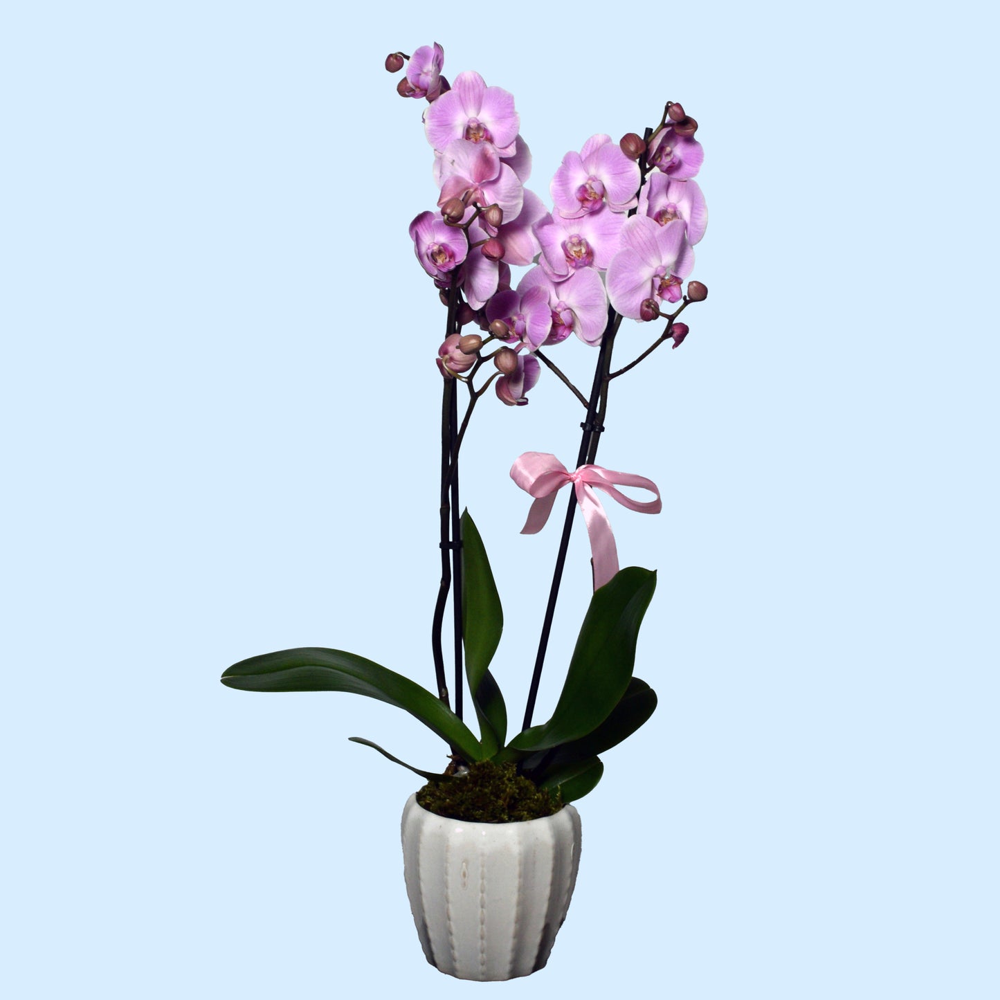 Pink Phalaenopsis Orchid Plant — Double Stem