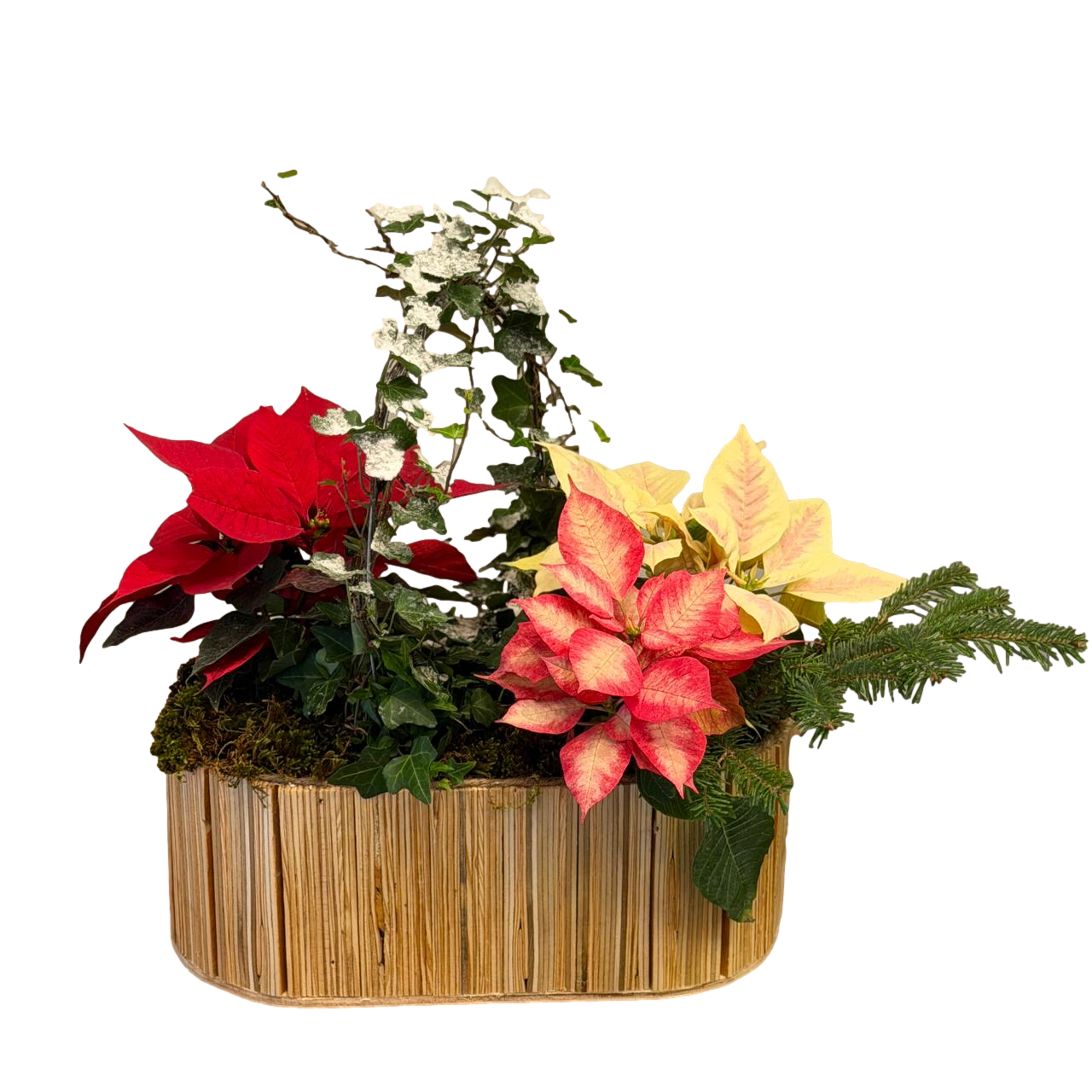 Mixed red and cream poinsettia holiday arrangement with greenery in a wooden planter on a black background