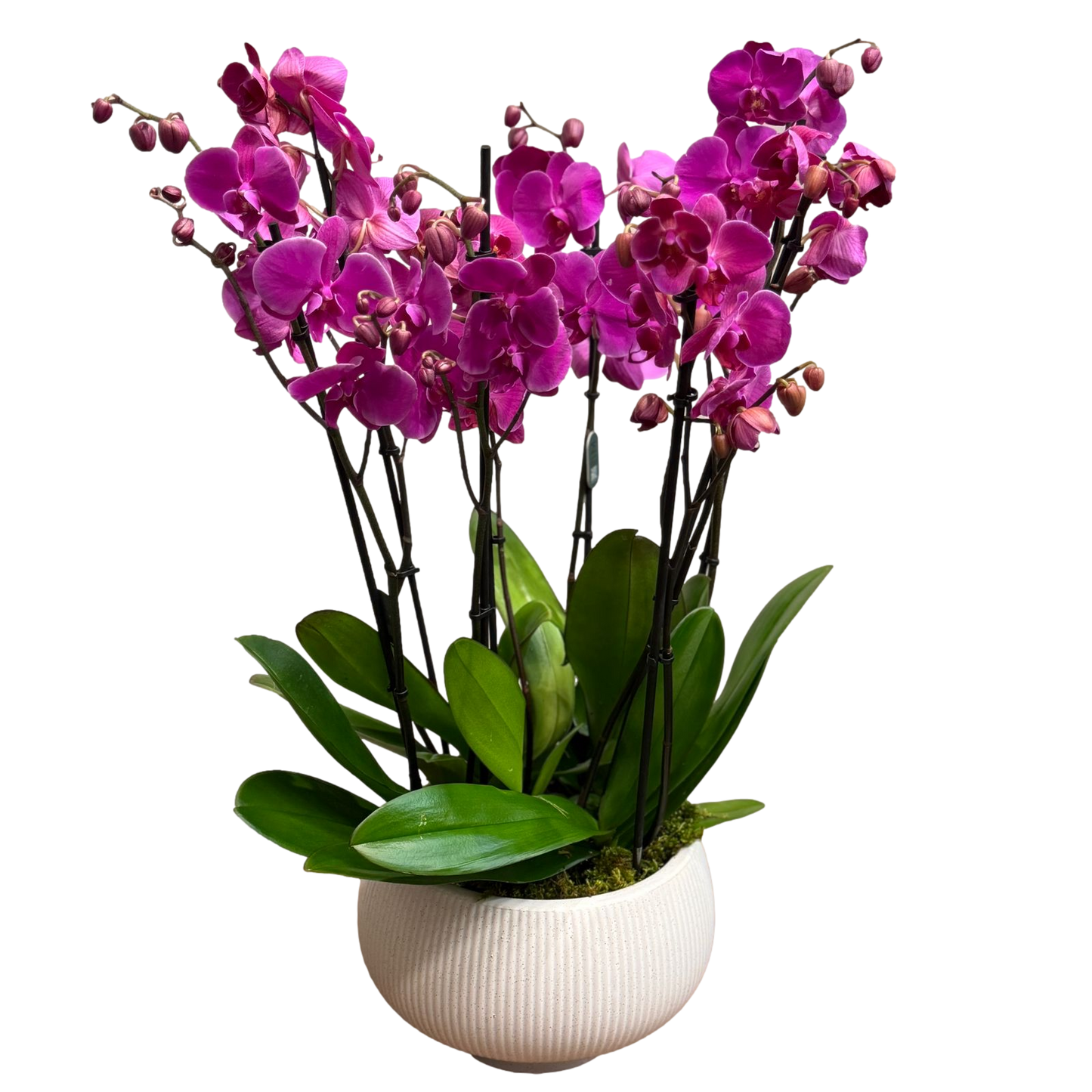 Pink Phalaenopsis orchid arrangement with multiple stems in a white textured ceramic pot on a black background