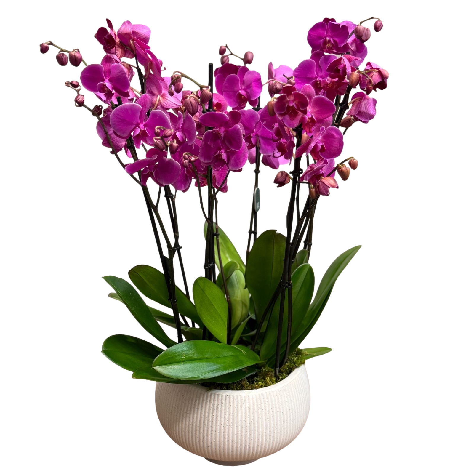 Pink Phalaenopsis orchid arrangement with multiple stems in a white textured ceramic pot on a black background
