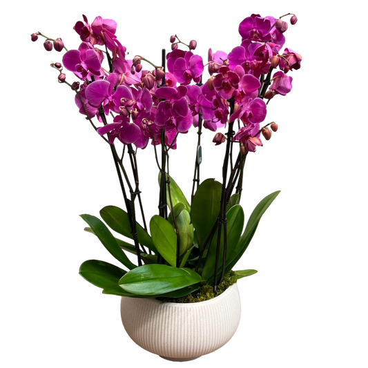 Pink Phalaenopsis orchid arrangement with multiple stems in a white textured ceramic pot on a black background