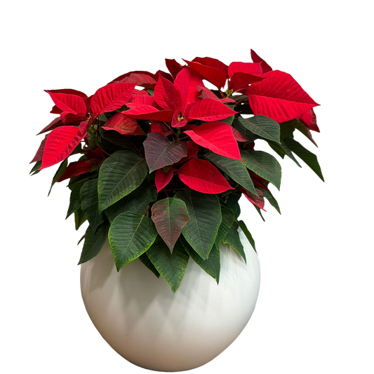 Red poinsettia plant with vibrant red leaves and green foliage in a round white ceramic pot on a black background