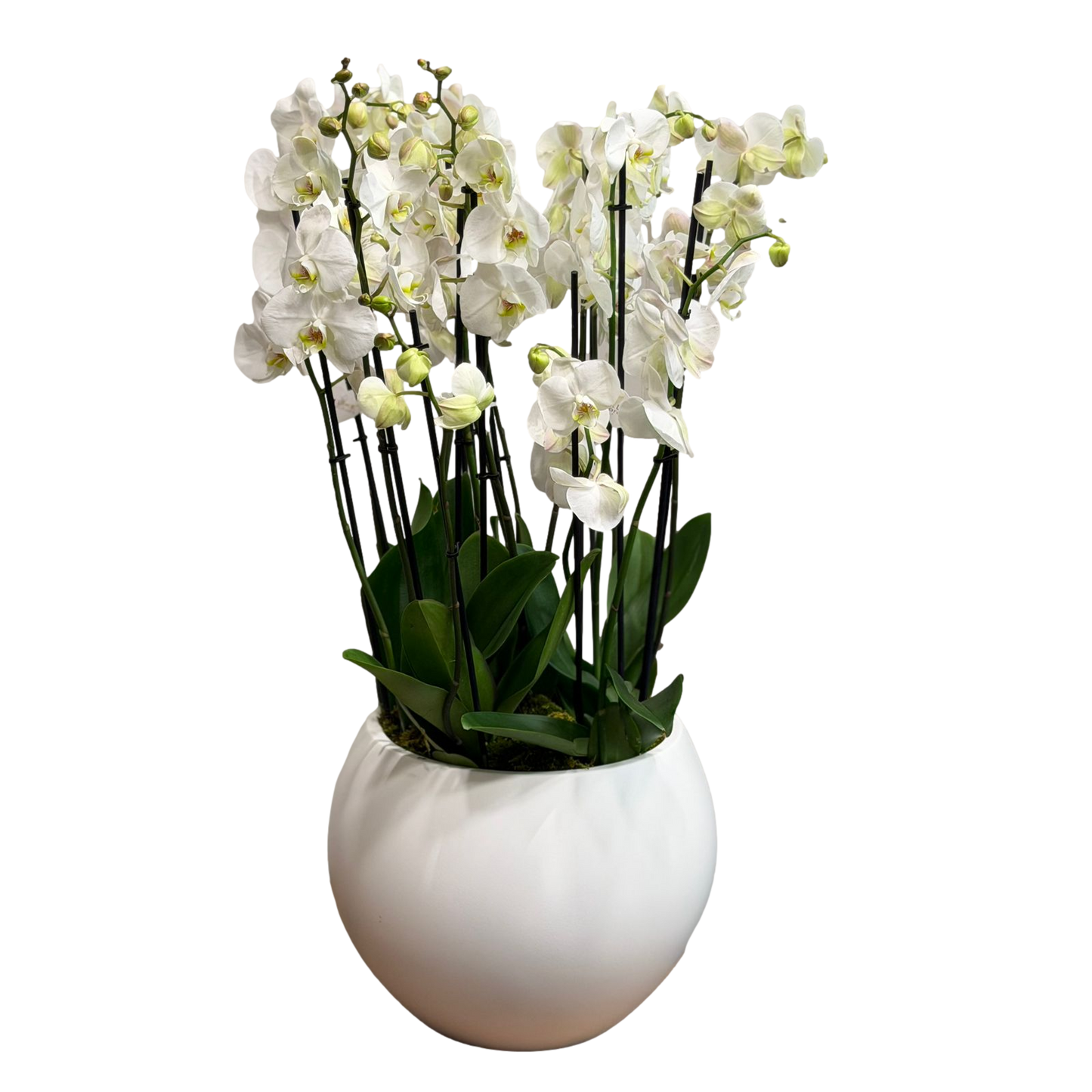 White Phalaenopsis orchid arrangement with multiple stems in a round white ceramic pot on a black background