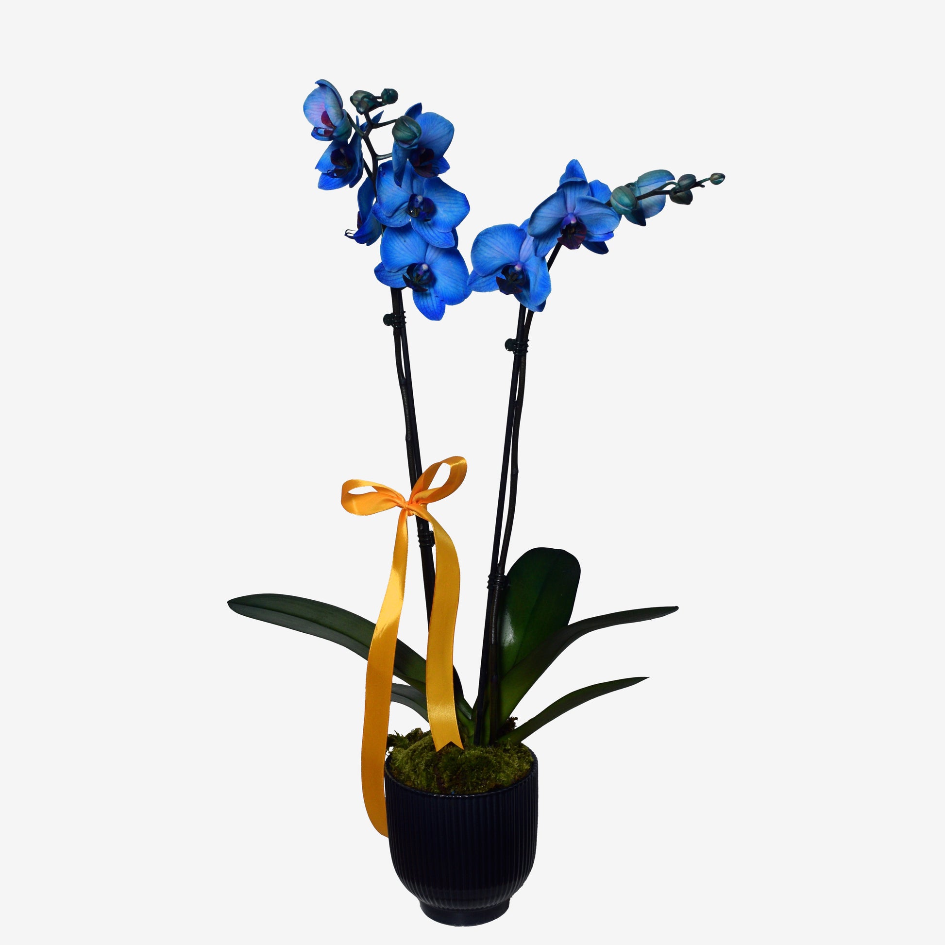 Double stem blue Phalaenopsis orchid plant in dark pot with gold ribbon — unique plant gift for birthdays and special occasions, same-day delivery in Beirut Lebanon