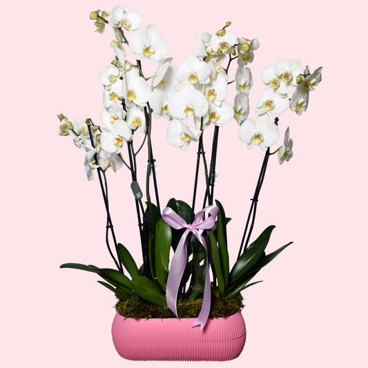 Grand white Phalaenopsis orchid arrangement with 3 plants and 6 stems in moss with satin ribbon — luxury Mother's Day and corporate gift with same-day delivery in Beirut Lebanon