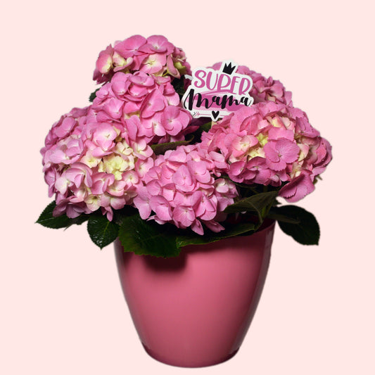 Light pink hydrangea plant in decorative pot with “Super Mama” sign — soft blooming Mother’s Day gift in Beirut Lebanon
