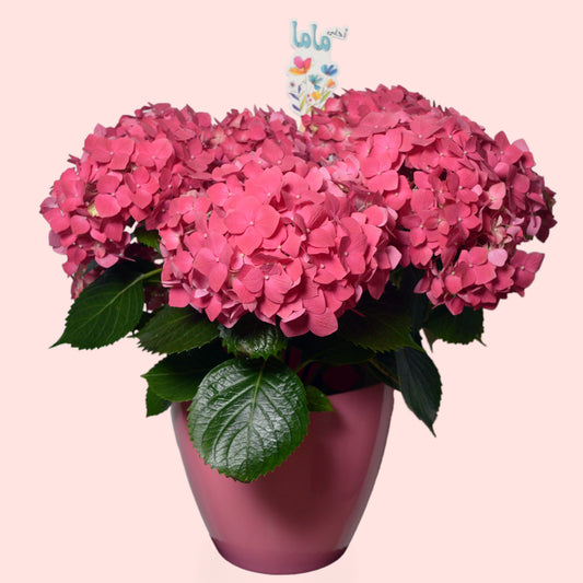 Pink hydrangea plant in decorative pot with Arabic “I love you mom” sign — full blooming Mother’s Day gift in Beirut Lebanon