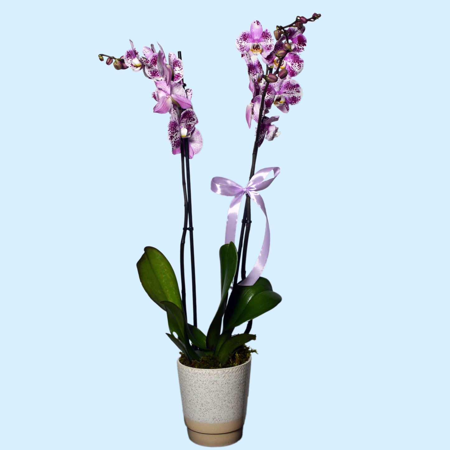 Double stem speckled Phalaenopsis orchid plant in ceramic pot with satin ribbon — unique and rare plant gift for Mother's Day and special occasions, same-day delivery in Beirut Lebanon