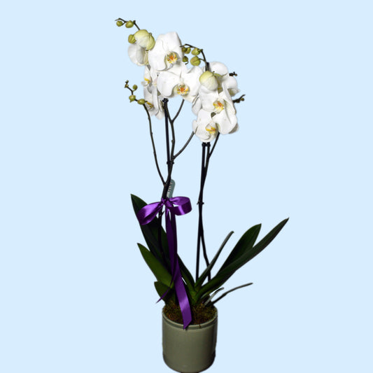 White double stem orchid plant in decorative pot with purple ribbon — elegant long-lasting gift for Mother’s Day and birthdays in Beirut Lebanon