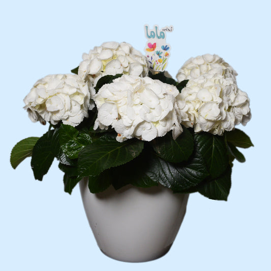 White hydrangea plant in decorative pot with Arabic “I love you mom” sign — elegant Mother’s Day gift in Beirut Lebanon