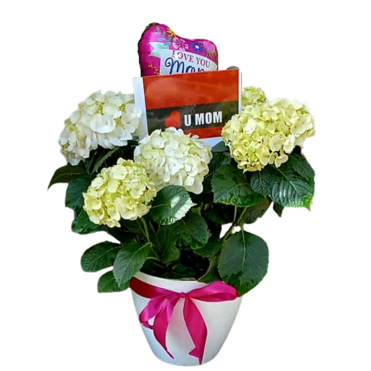 Surprise your loved ones with this elegant white hydrangea bouquet in a beautiful white vase and a charming balloon. Perfect for any occasion, order now and make someone's day!
