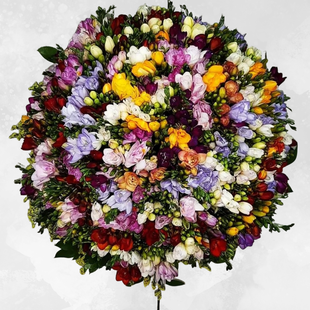 Celebrate the beauty of nature with our stunning large freesia bouquet in a vibrant mix of colors. Perfect for any occasion, this bouquet is handcrafted with care and comes with a range of accessories to make it extra special. The delicate blooms of freesia are known for their sweet fragrance and long-lasting beauty, making them a popular choice for gifting or brightening up your own home. Shop now and add a pop of color and fragrance to your day with our stunning freesia bouquet!