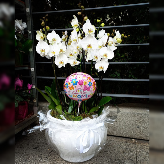 Brighten up your space with this stunning orchid arrangement! Featuring five beautiful orchids in a white porcelain vase and a cheerful balloon, this piece is perfect for adding a touch of elegance to any room. Shop now and bring home the beauty of Orchid Bliss.