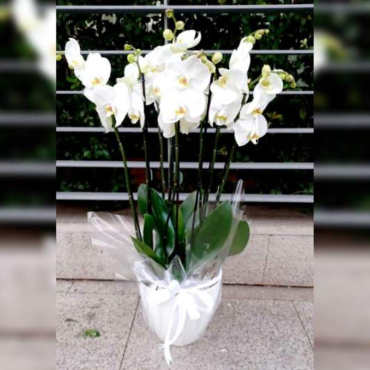 Surprise your loved ones with this stunning orchid arrangement! Featuring four exquisite orchids and a charming balloon, all presented in a sleek white vase. Perfect for any occasion, whether it's a birthday, anniversary, or just because. Order now and make someone's day! 