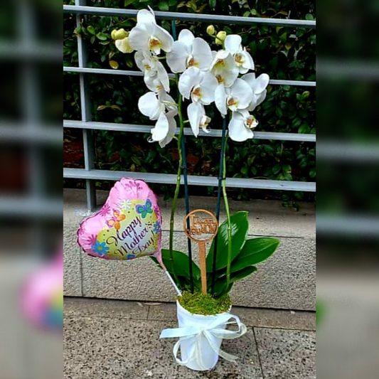 Add a touch of elegance to any space with our Double Delight orchid arrangement. Featuring two stunning orchids, a beautiful white vase, and a charming balloon, this arrangement is perfect for any occasion. Shop now and bring the beauty of nature into your home