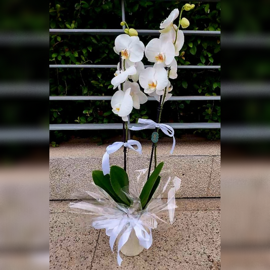 Bring a touch of elegance to your home with our Orchid Elegance arrangement featuring one stunning orchid in a white vase. Perfect for adding a pop of color and sophistication to any room. Order now and enjoy the beauty of this timeless flower.