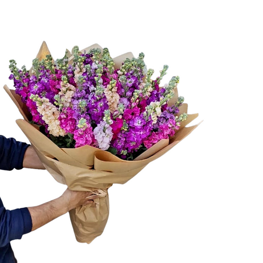 Experience the beauty of nature with our stunning Mattioli flower bouquet, featuring a delightful mix of vibrant colors. Perfect for any occasion, this bouquet is carefully arranged and hand-tied by our expert florists, and comes with free same-day delivery. Order now and make someone's day extra special!